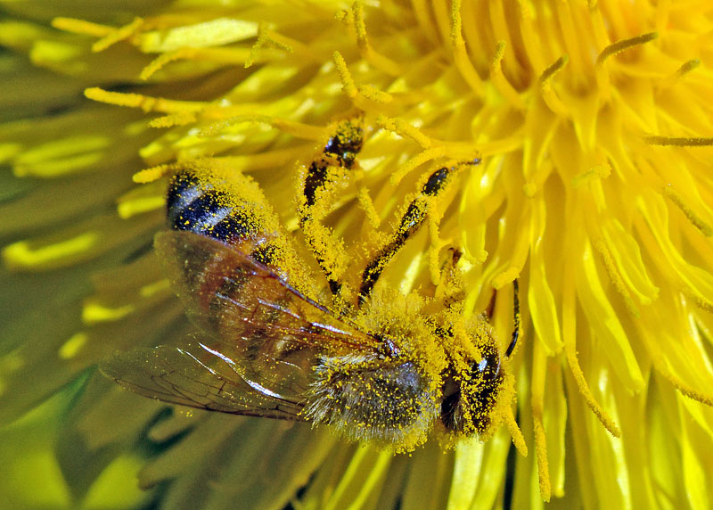 Bagni di polline di Apis mellifera